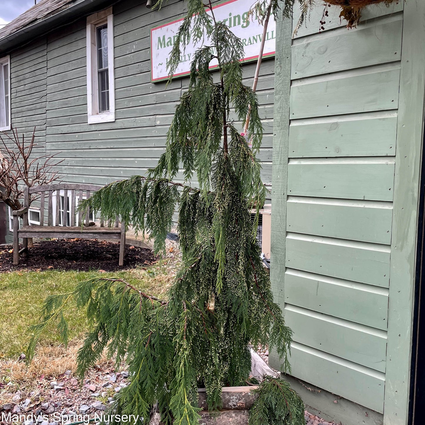 Weeping Nootka Cypress / Weeping Alaskan Cedar | Chamaecyparis nootkatensis 'Pendula'