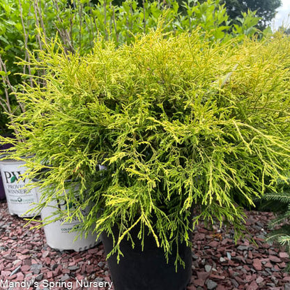 Golden Thread Cypress | Chamaecyparis pisifera filifera 'Aurea'