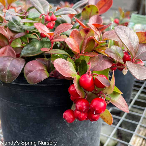 Redwood Checkerberry | Gaultheria procumbens – Mandy Spring Farm ...
