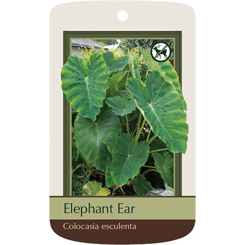 Bulbs - Elephant Ear | Colocasia Esculenta