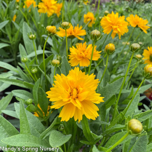 Early Sunrise Tickseed | Coreopsis grandiflora – Mandy Spring Farm ...