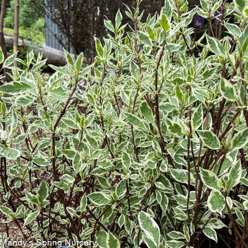 Ivory Halo Red twig Dogwood | Cornus alba