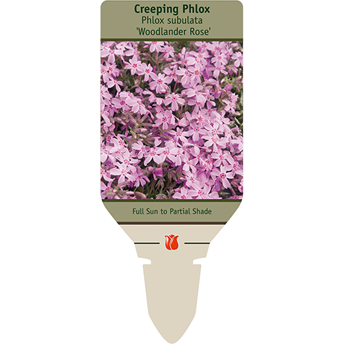 Woodlander Rose Creeping Phlox | Phlox subulata