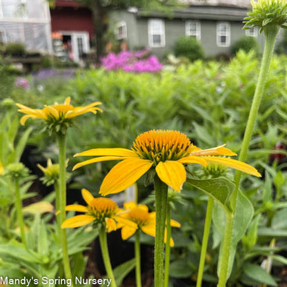 SOMBRERO® Lemon Yellow Coneflower | Echinacea
