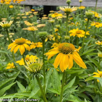 SOMBRERO® Lemon Yellow Coneflower | Echinacea