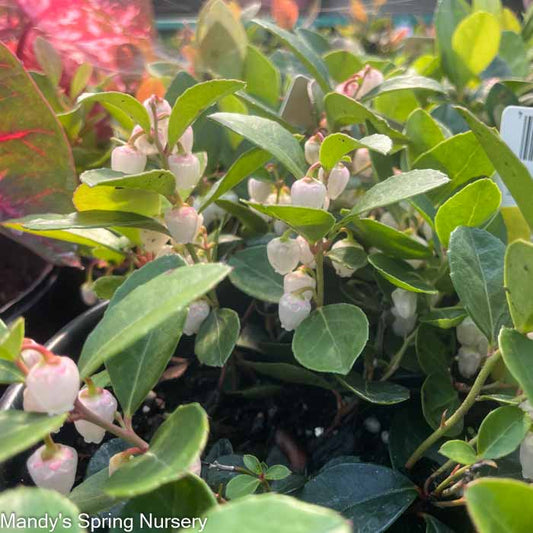 Redwood Checkerberry | Gaultheria procumbens