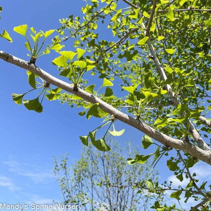 Magyar Ginkgo | Ginkgo biloba 'Magyar'