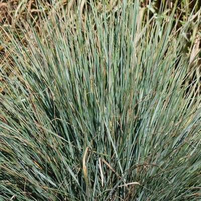 Blue Oat Grass | Helictotrichon sempervirens