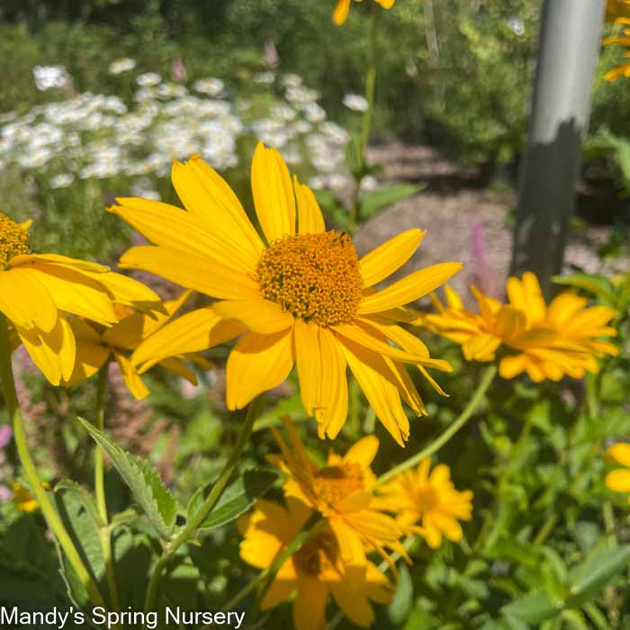 Summer Sun False Sunflower | Heliopsis helianthoides