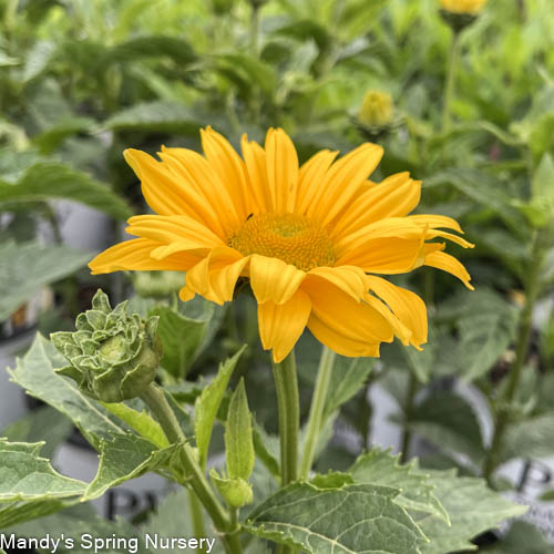 'Tuscan Gold' False Sunflower | Heliopsis helianthoides