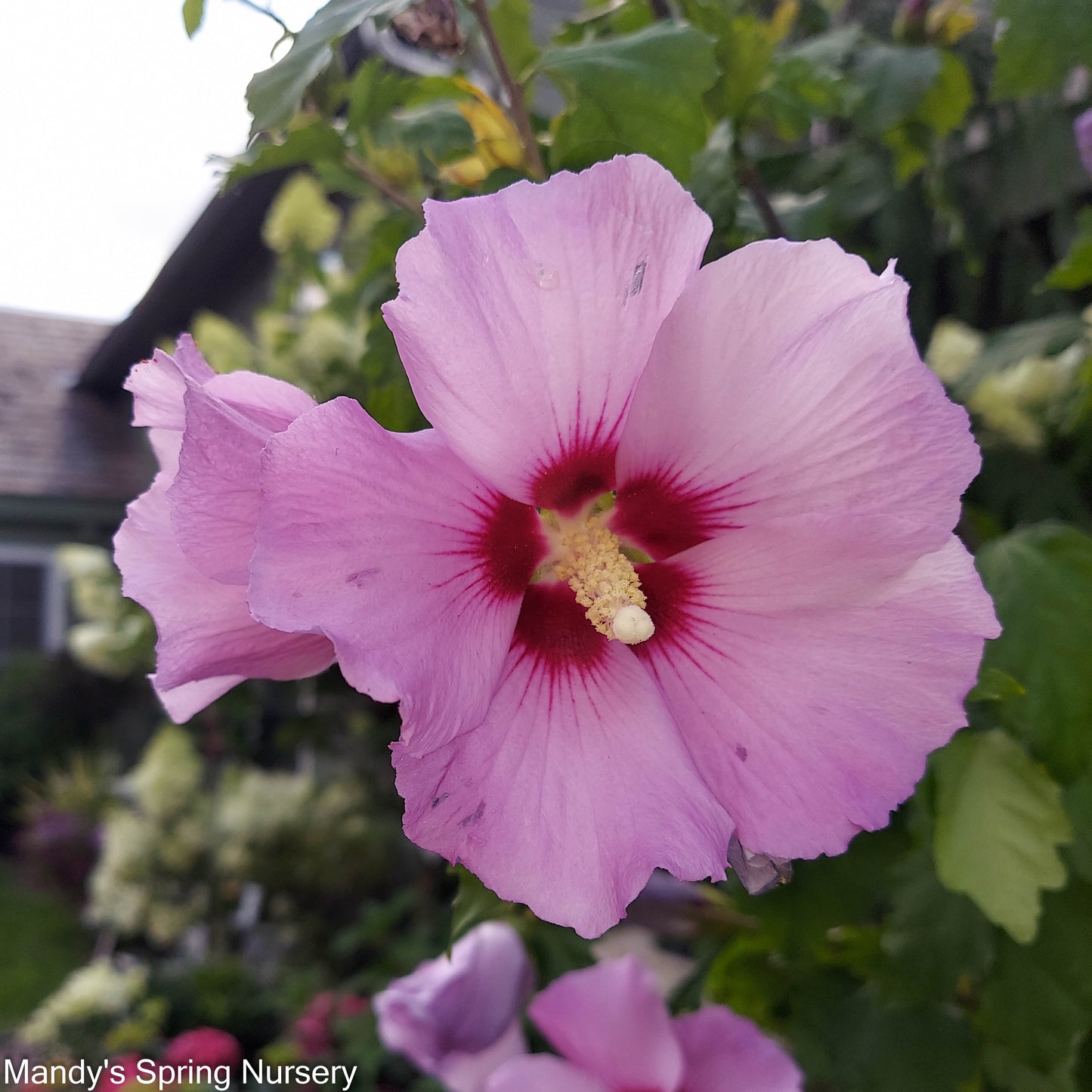 Tahiti Rose of Sharon | Hibiscus syriacus