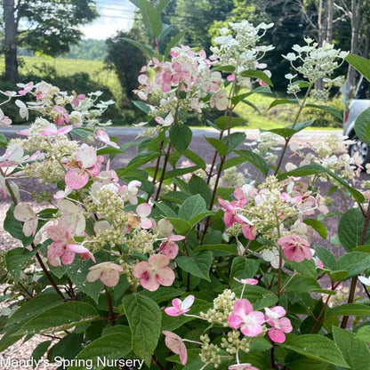 Quick Fire® Hydrangea | Hydrangea paniculata