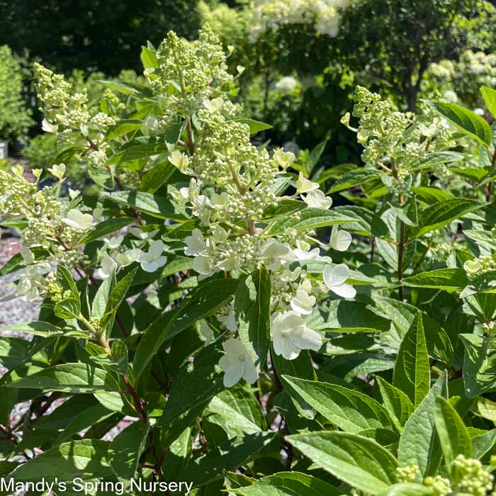 Flare Hydrangea | Hydrangea paniculata