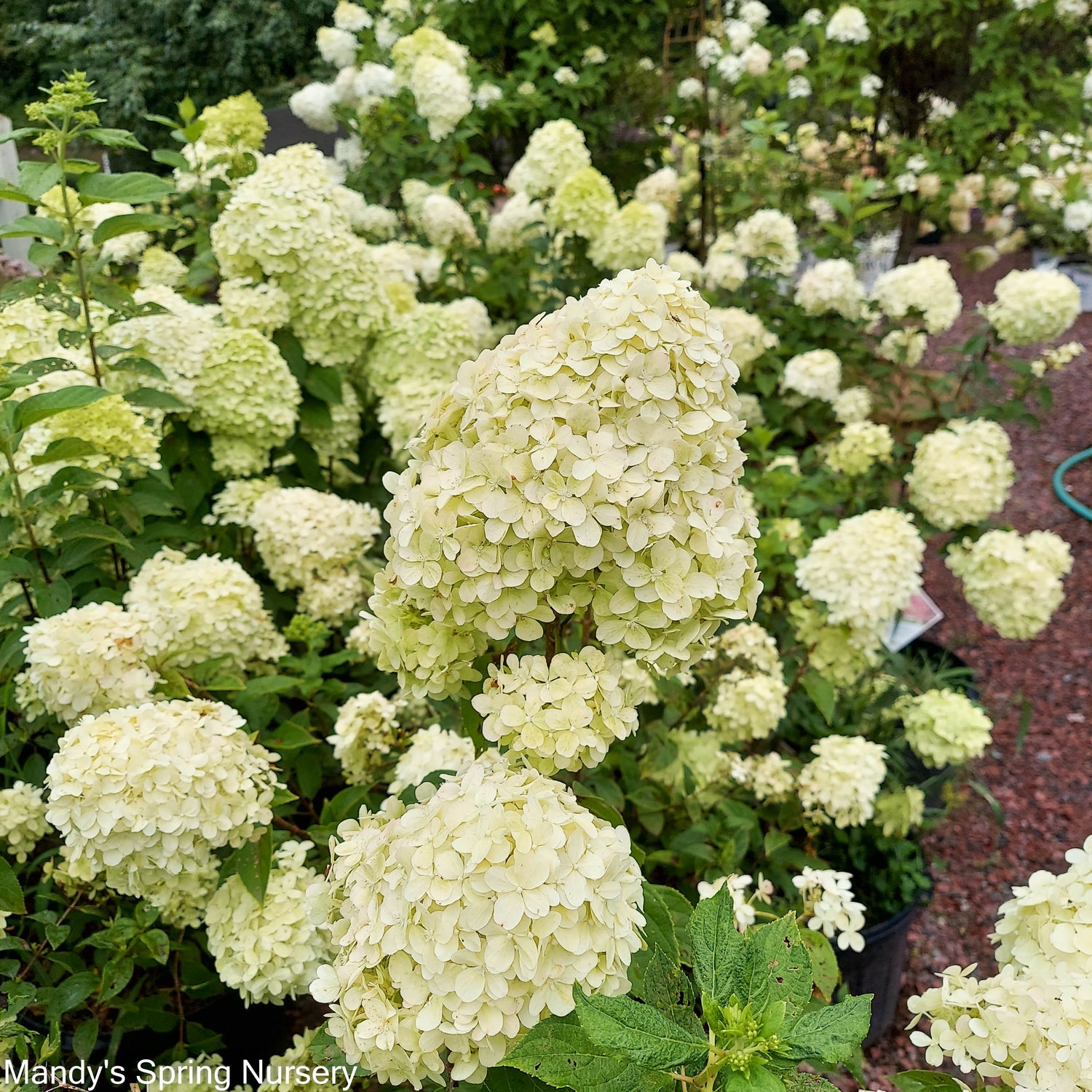 Limelight Spring Limelight Hydrangea Tree | Hydrangea paniculata 'Limelight' – Mandy ...