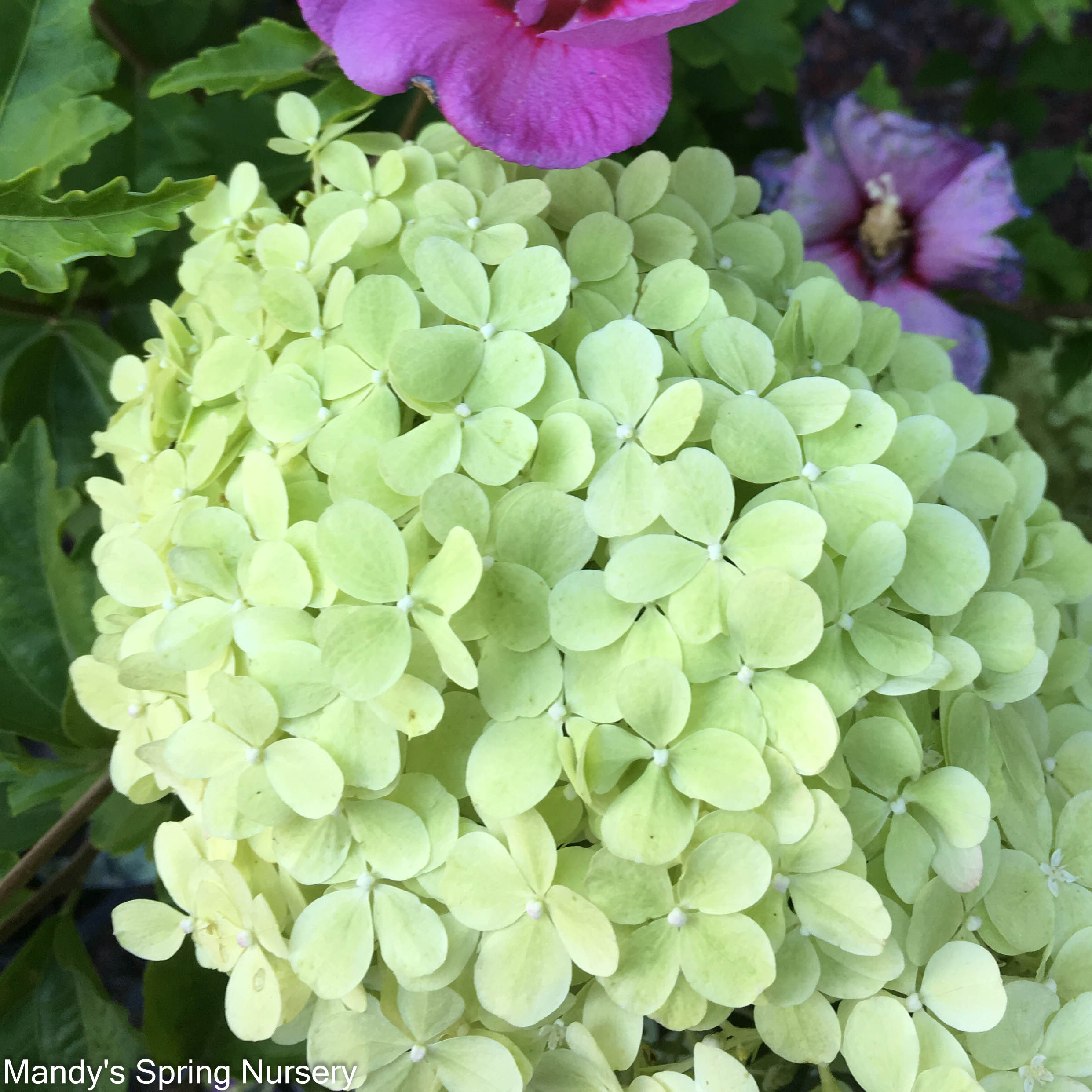 Limelight Spring Limelight Hydrangea Tree | Hydrangea paniculata 'Limelight' – Mandy ...