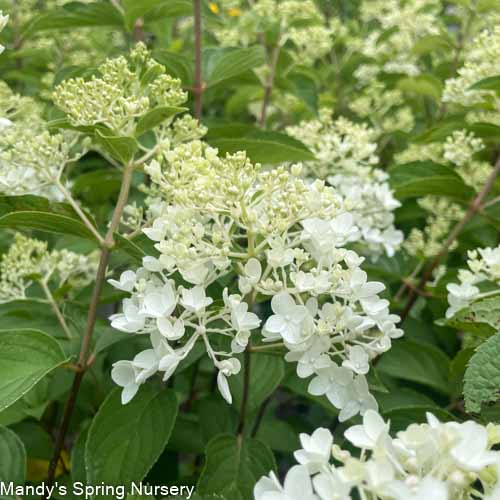 Little Lamb Hydrangea Tree | Hydrangea p.