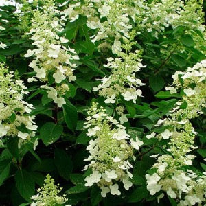 Tardiva Hydrangea Tree | Hydrangea paniculata 'Tardiva'