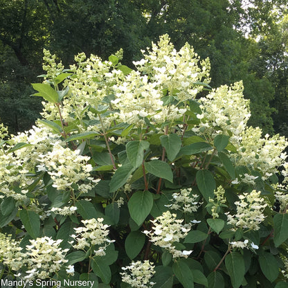 Quick Fire® Hydrangea | Hydrangea paniculata