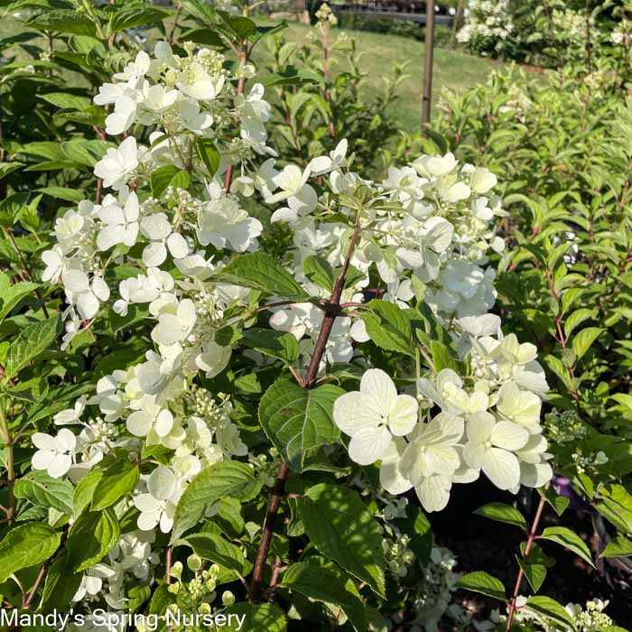 White Diamonds Hydrangea | Hydrangea paniculata