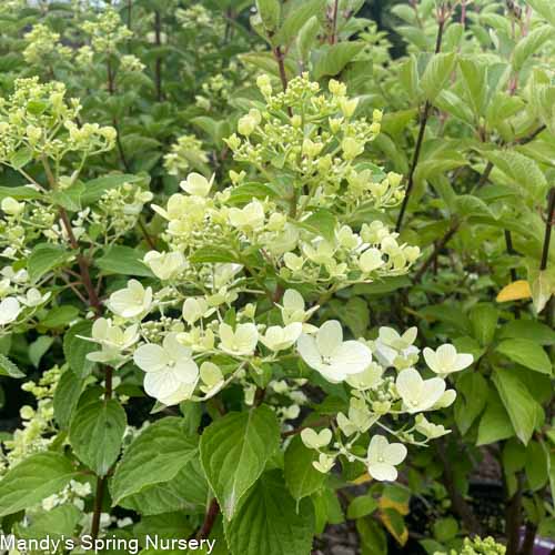 White Diamonds Hydrangea | Hydrangea paniculata – Mandy Spring Farm ...