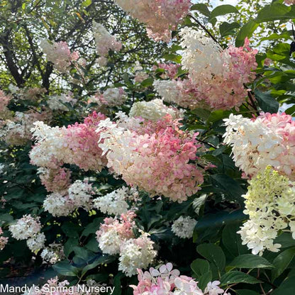 Vanilla Strawberry Hydrangea | Hydrangea paniculata
