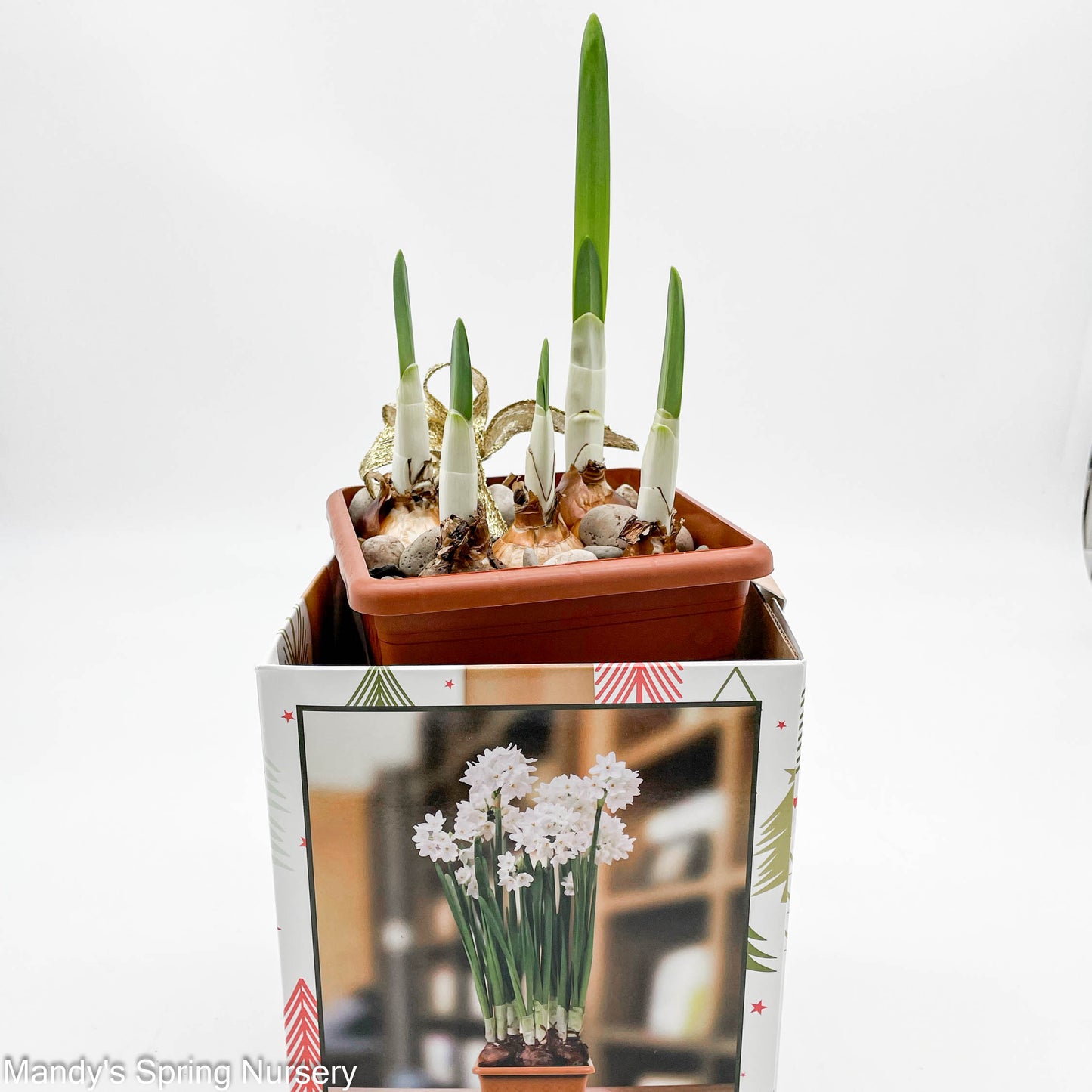Narcissus Paperwhite Ziva   Boxed Kits