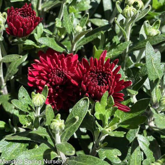 Fall Hanging Basket-Mums