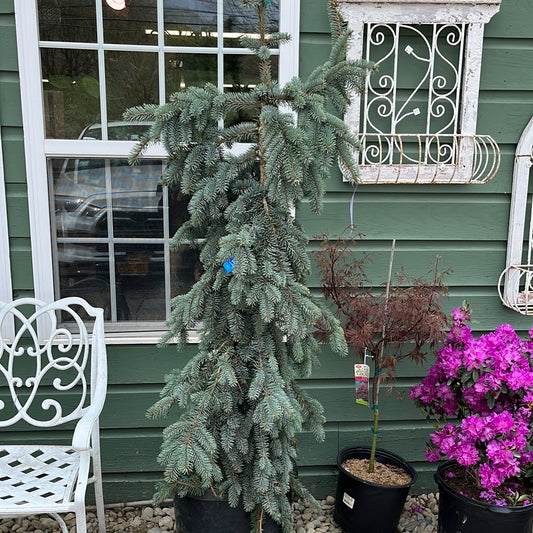 Weeping Blue Spruce | Picea pungens 'Pendula'