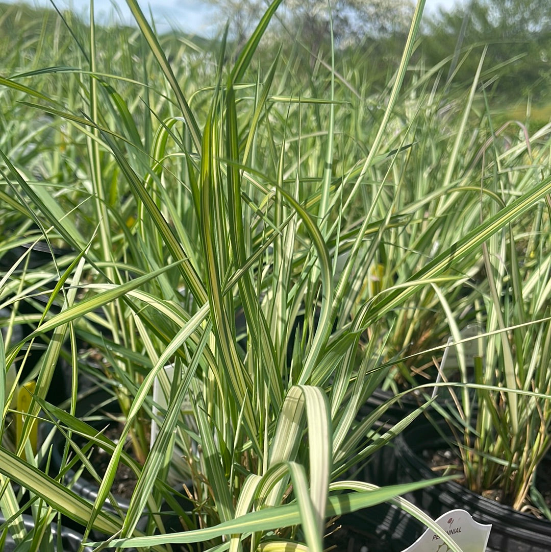 Lightning Strike™ Feather Reed Grass | Calamagrostis x acutiflora