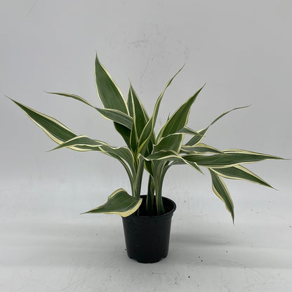 dracaena sanderiana victory Lucky Bamboo