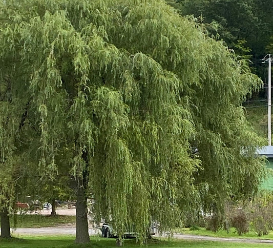 Niobe Weeping Willow | Salix alba 'Tristis'