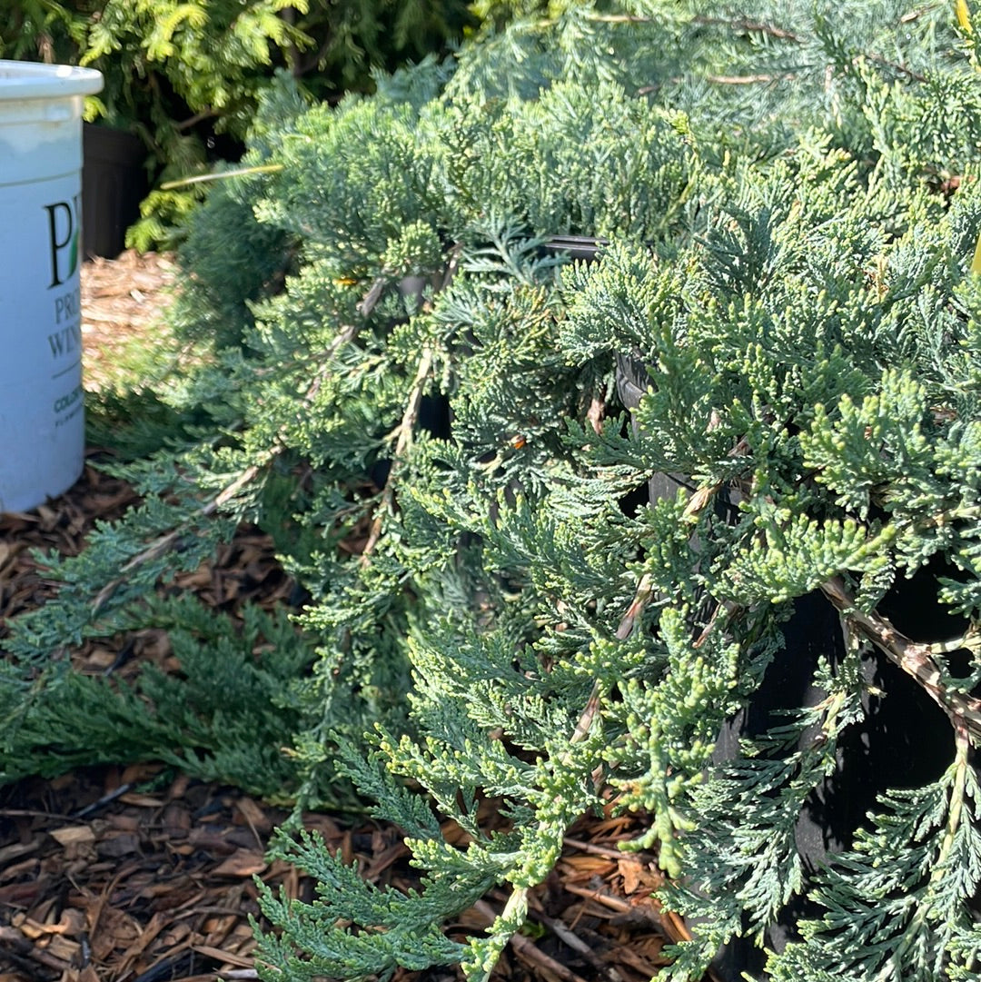 Blue Rug Juniper Tree 'Wiltoni' Blue Rug Juniper | Juniperus horizontalis – Mandy Spring Farm ...