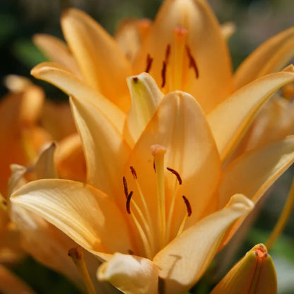 asiatic lily orange county Asiatic Lily Mix
