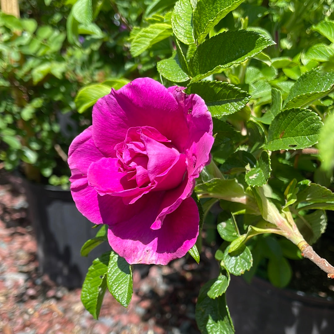 Rugosa Rose | Rosa rugosa