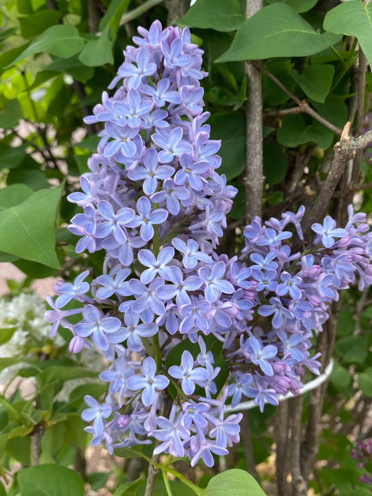 President Lincoln Lilac | Syringa vulgaris