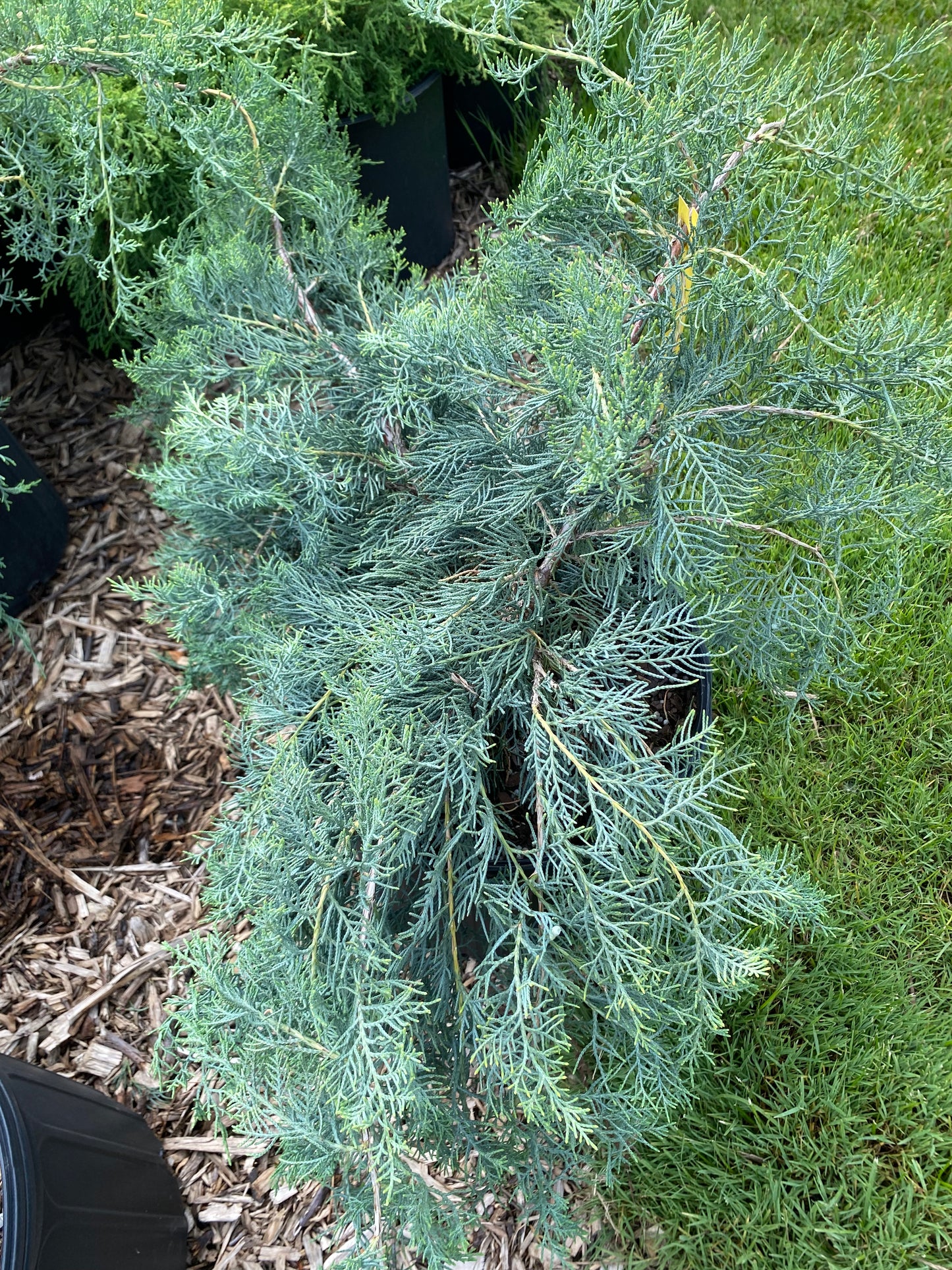 Grey Owl Juniper | Juniperus virginiana