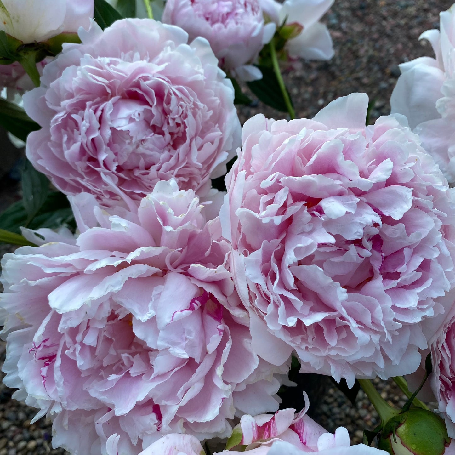 Sarah Bernhardt Peony | Paeonia 'Sarah Bernhardt'