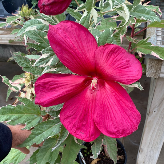 Summer Carnival Rose Mallow | Hibiscus