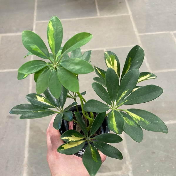 Umbrella Tree