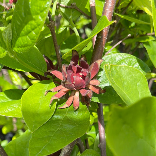 Sweetshrub | Calycanthus floridus