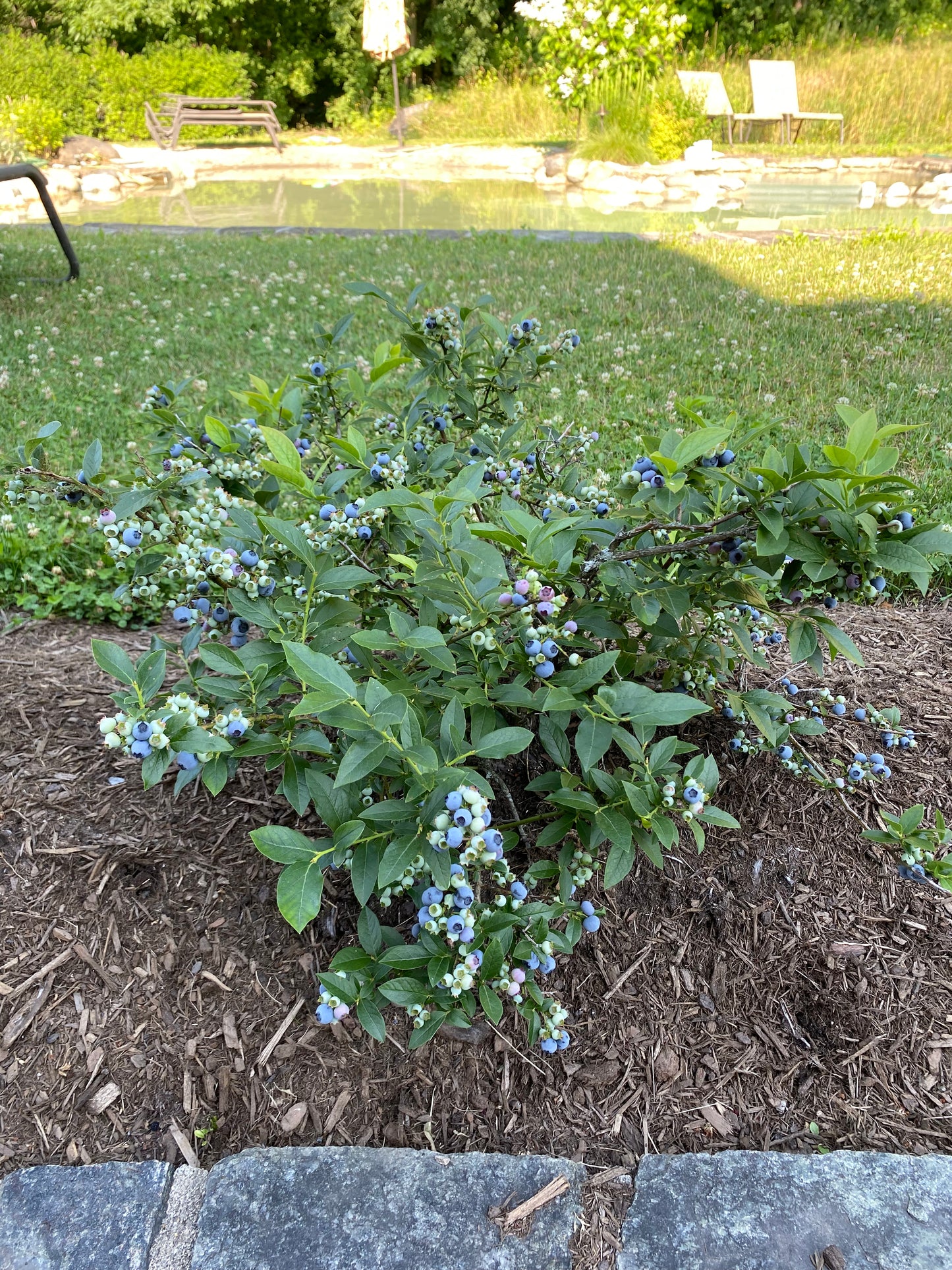 Bare Root - Northcountry Blueberry | Vaccinium 'Northcountry'
