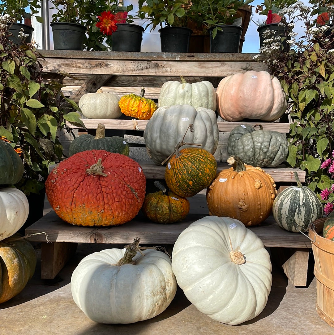 Assorted Pumpkins & Gourds