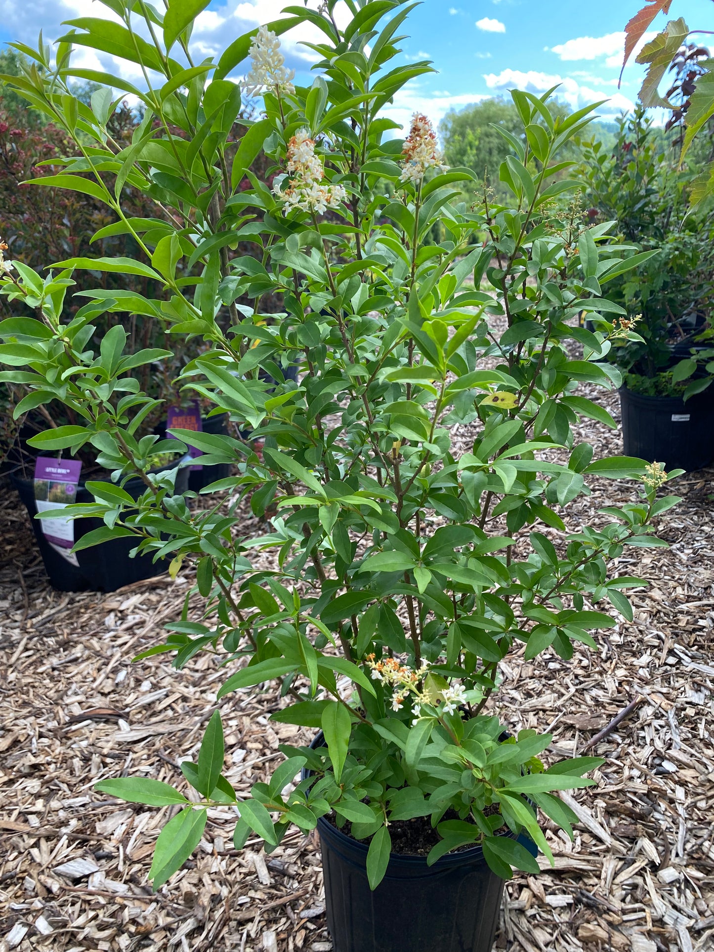 Cheyenne Privet | Ligustrum vulgare