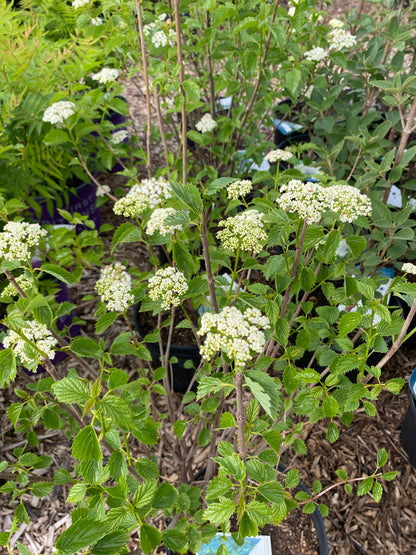 Blue Muffin Arrowwood Viburnum | Viburnum dentatum