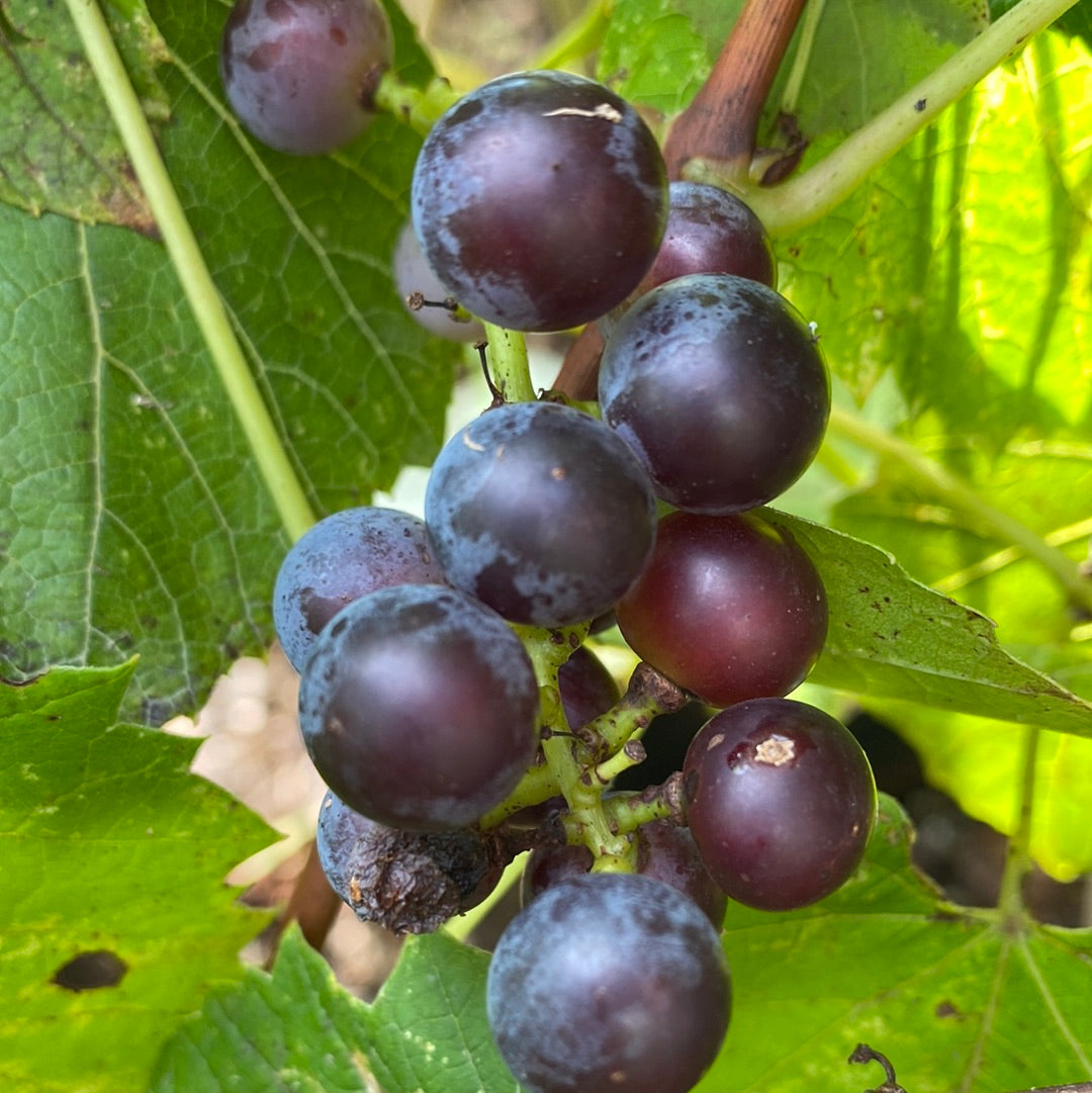 Valiant Grape | Vitis