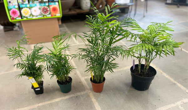 parlor palm cost Parlor Palm