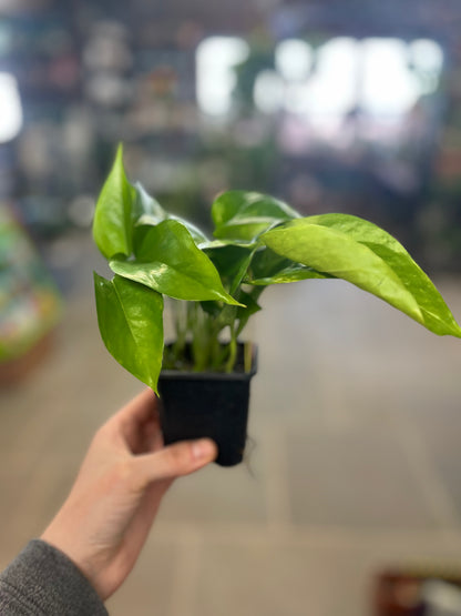 small golden pothos Brighter Blooms - Golden Pothos, 6 inch