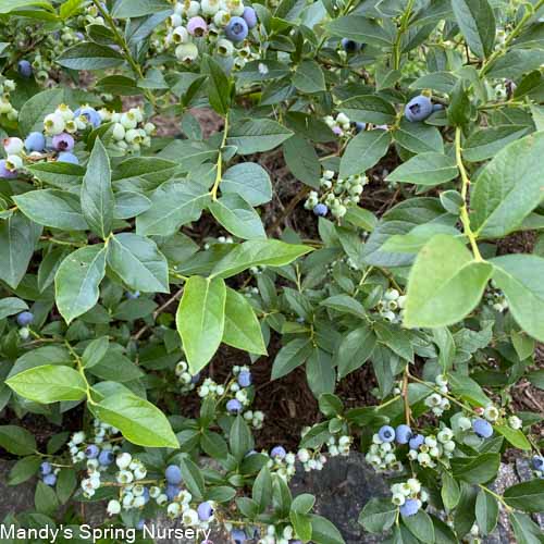 Brunswick Lowbush Blueberry | Vaccinium angustifolium