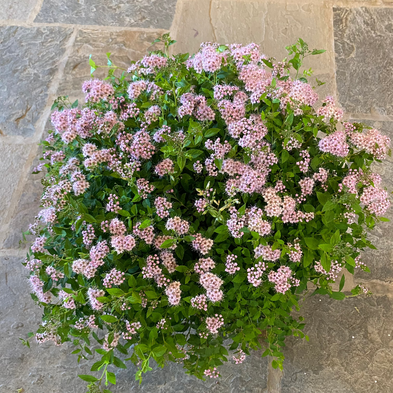 Little Princess Spirea Spiraea japonica