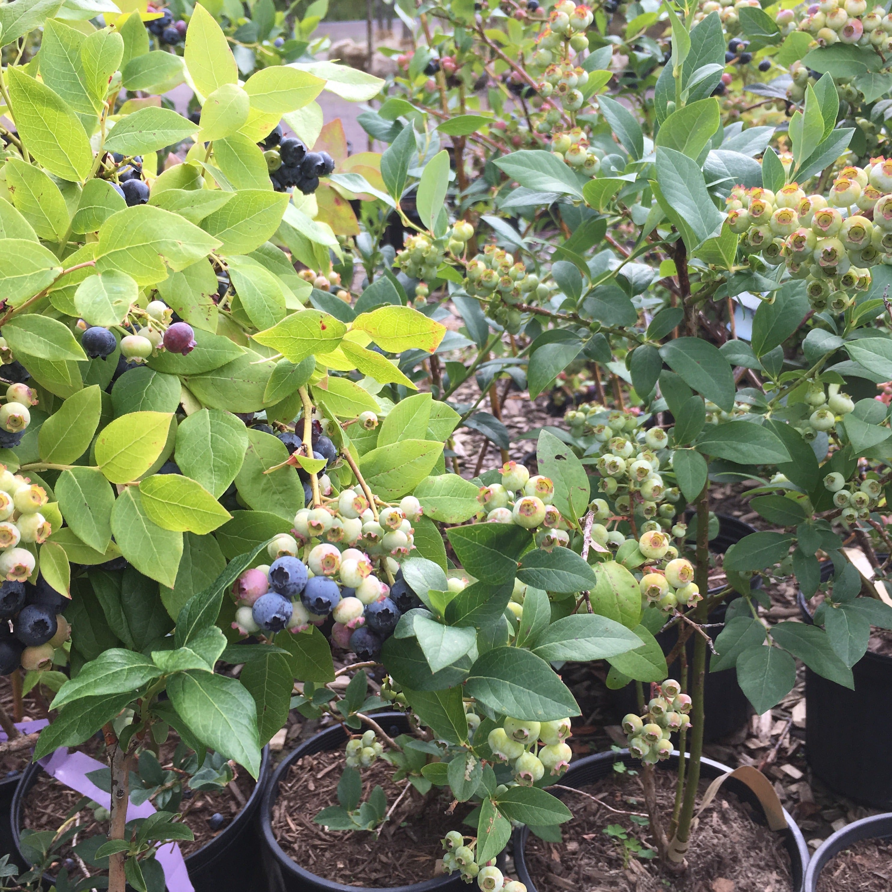 Blueray Blueberry | Vaccinium corymbosum – Mandy Spring Farm